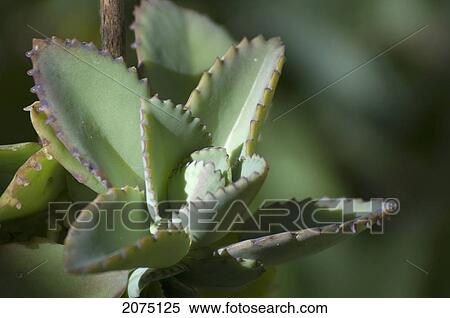 Stock Photography - Mother Of Thousands ((Kalanchoe Daigremontiana), Arboretum D'antsokay, Toliara Province, Madagascar. Fotosearch
