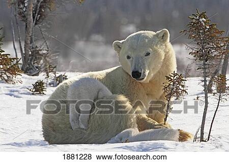 Mother Polar Bear (Ursus Maritimus) Playing With Her Cub In The Snow In Wapusk National Park; Churchill, Manitoba, Canada View Large Photo Image Stock Photo - Mother Polar Bear (Ursus Maritimus) Playing With Her Cub In The Snow In Wapusk National Park; Churchill, Manitoba, Canada. Fotosearch