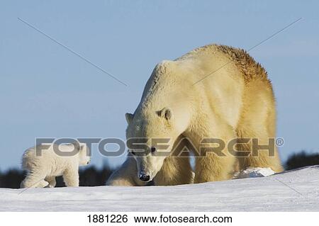 Mother Polar Bear (Ursus Maritimus) Playing With Her Cub In Wapusk National Park; Churchill, Manitoba, Canada View Large Photo Image Stock Photograph - Mother Polar Bear (Ursus Maritimus) Playing With Her Cub In Wapusk National Park; Churchill, Manitoba, Canada. Fotosearch