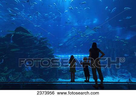 Mother with boy and girl looking into the massive aquarium in the Dubai Mall; Dubai, United Arab Emirates View Large Photo Image Stock Photograph - Mother with boy and girl looking into the massive aquarium in the Dubai Mall; Dubai, United Arab Emirates. Fotosearch