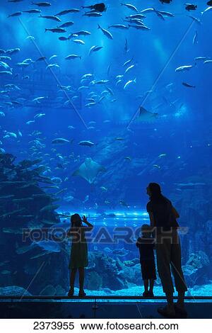 Mother with boy and girl looking into the massive aquarium in the Dubai Mall; Dubai, United Arab Emirates View Large Photo Image Stock Photography - Mother with boy and girl looking into the massive aquarium in the Dubai Mall; Dubai, United Arab Emirates. Fotosearch