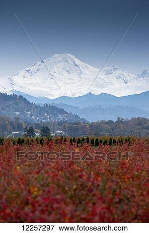 Mount Baker, Washington, viewed from farm fields in British Columbia; Abbotsford, British Columbia, Canada View Large Photo Image Stock Photo - Mount Baker, Washington, viewed from farm fields in British Columbia; Abbotsford, British Columbia, Canada. Fotosearch