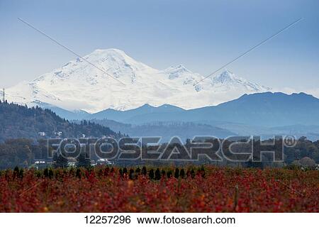 Mount Baker, Washington, viewed from farm fields in British Columbia; Abbotsford, British Columbia, Canada View Large Photo Image Stock Photograph - Mount Baker, Washington, viewed from farm fields in British Columbia; Abbotsford, British Columbia, Canada. Fotosearch