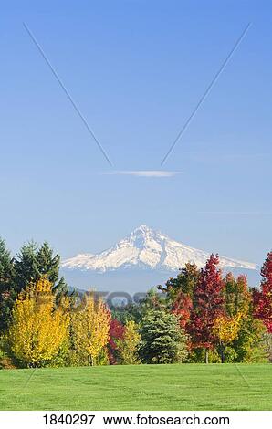 Stock Photo - Mount Hood And Autumn Trees, Willamette Valley, Oregon, Usa. Fotosearch
