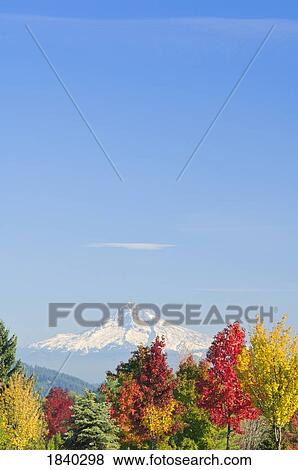 Mount Hood And Autumn Trees, Willamette Valley, Oregon, Usa View Large Photo Image Stock Photo - Mount Hood And Autumn Trees, Willamette Valley, Oregon, Usa. Fotosearch