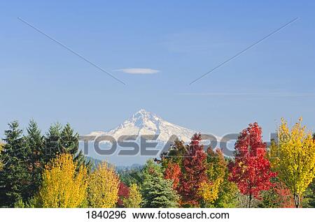 Mount Hood And Autumn Trees, Willamette Valley, Oregon, Usa View Large Photo Image Stock Photograph - Mount Hood And Autumn Trees, Willamette Valley, Oregon, Usa. Fotosearch