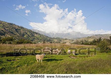 Stock Photo - Mount Huascaran, As Seen From The Yungay Cemetery, Ancash, Peru. Fotosearch
