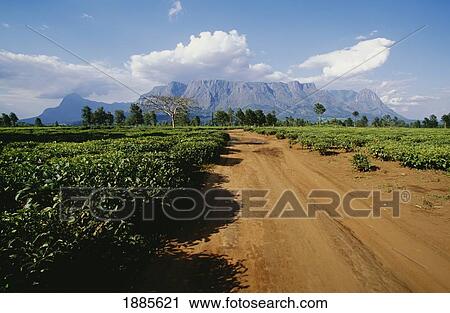 Stock Image - Mount Mulanje And Dirt Track Running Through Tea Plantations. Fotosearch