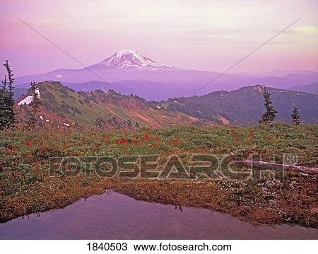 Stock Image - Mount Rainer National Park In Washington Usa. Fotosearch