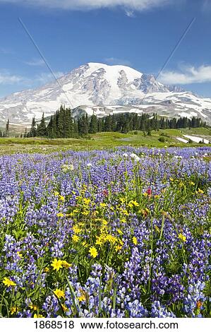 Stock Photo - Mount Rainier National Park, Washington, United States Of America; Wildflowers In Paradise Park With Mount Rainier In The Background. Fotosearch