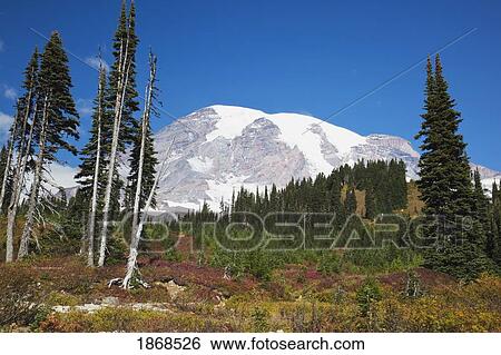 Stock Photograph - Mount Rainier National Park, Washington, United States Of America. Fotosearch