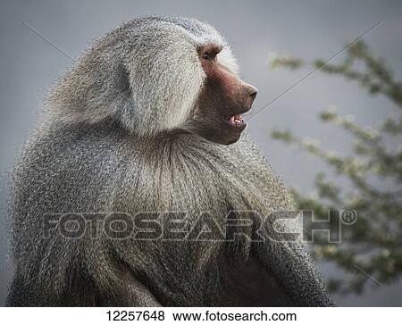 Mountain Baboon; Taif, Saudi Arabia View Large Photo Image Stock Photo - Mountain Baboon; Taif, Saudi Arabia. Fotosearch
