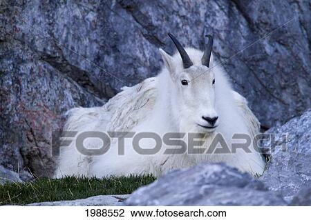 Stock Image - Mountain Goat (Oreamnos Americanus) At The Calgary Zoo, Calgary, Alberta, Canada. Fotosearch