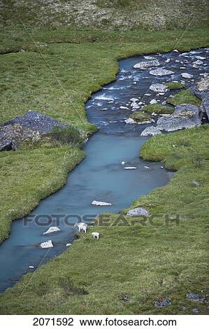 Mountain Goats In Meadows With A Glacial Green Creek Running Through In The Cirque Of Unclimbables, Nahanni National Park, Northwest Territories View Large Photo Image Stock Image - Mountain Goats In Meadows With A Glacial Green Creek Running Through In The Cirque Of Unclimbables, Nahanni National Park, Northwest Territories. Fotosearch