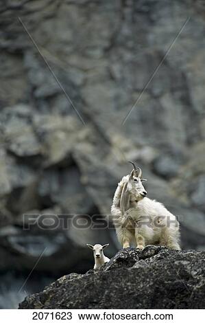 Mountain Goats On Rocky Cliffs, Tagish Lake, Northern British Columbia View Large Photo Image Stock Image - Mountain Goats On Rocky Cliffs, Tagish Lake, Northern British Columbia. Fotosearch