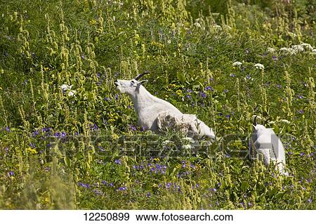 Stock Photo - Mountain goats (Oreamnos americanus) grazing along the Harding Icefield Trail in Kenai Fjords National Park, near Seward; Alaska, United States of America. Fotosearch