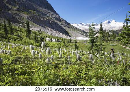 Stock Photograph - Mountain Meadow With Wildflowers And Glacier Mountains In The Background With Blue Sky; Field British Columbia Canada. Fotosearch