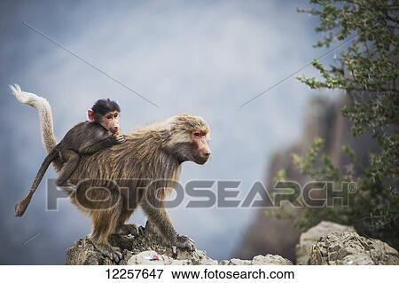 Mountain monkeys; Taif, Saudi Arabia View Large Photo Image Stock Photo - Mountain monkeys; Taif, Saudi Arabia. Fotosearch