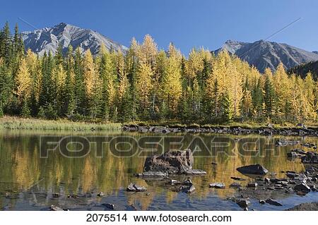 Picture - Mountain Pond Reflecting Fall Colours Of Glowing Larch Trees With Mountains In The Background And Blue Sky; Alberta Canada. Fotosearch