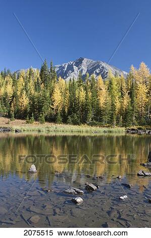 Stock Photography - Mountain Pond Reflecting Fall Colours Of Glowing Larch Trees With Mountains In The Background And Blue Sky; Alberta Canada. Fotosearch
