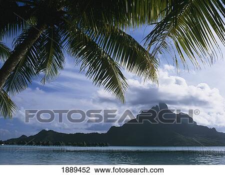 Mountains, Sea And Palm Trees View Large Photo Image Stock Image - Mountains, Sea And Palm Trees. Fotosearch