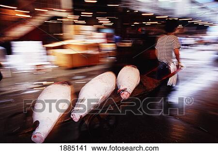 Moving Frozen Tuna Fish After Auction At Tsukiji Fish Market View Large Photo Image Stock Image - Moving Frozen Tuna Fish After Auction At Tsukiji Fish Market. Fotosearch