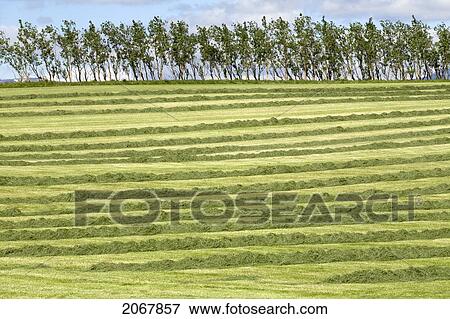 Mown Hayfield, Near Selfoss, Southern Iceland View Large Photo Image Stock Photo - Mown Hayfield, Near Selfoss, Southern Iceland. Fotosearch