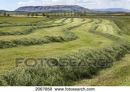 Mown Hayfield, Near Selfoss, Southern Iceland View Large Photo Image Stock Photo - Mown Hayfield, Near Selfoss, Southern Iceland. Fotosearch