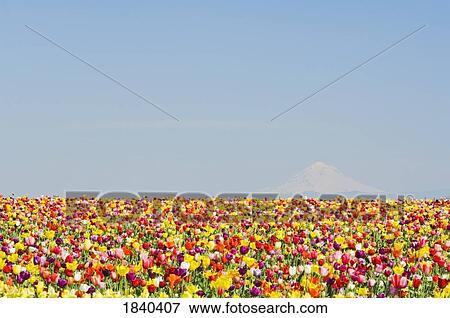 Mt. Hood And Tulips; Wooden Shoe Tulip Farm, Woodburn, Oregon, Usa View Large Photo Image Stock Photo - Mt. Hood And Tulips; Wooden Shoe Tulip Farm, Woodburn, Oregon, Usa. Fotosearch