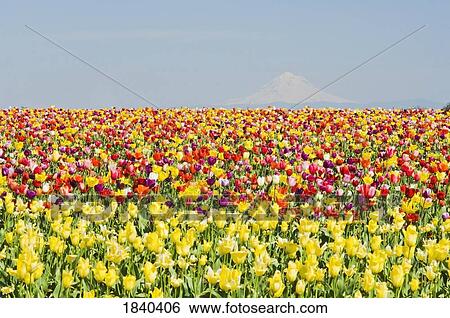 Mt. Hood And Tulips; Wooden Shoe Tulip Farm, Woodburn, Oregon, Usa View Large Photo Image Stock Photograph - Mt. Hood And Tulips; Wooden Shoe Tulip Farm, Woodburn, Oregon, Usa. Fotosearch