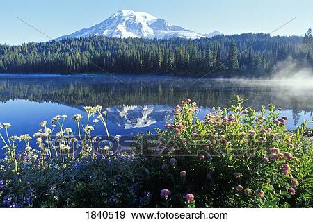 Mt. Rainier And Reflection Lake; Mt Rainier National Park, Washington State, Usa View Large Photo Image Stock Photo - Mt. Rainier And Reflection Lake; Mt Rainier National Park, Washington State, Usa. Fotosearch
