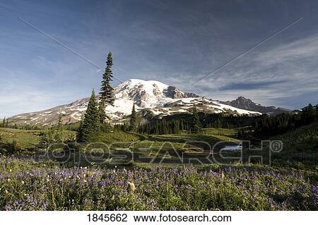 Stock Image - Mt. Rainier; Mt Rainier National Park, Washington State, Usa. Fotosearch
