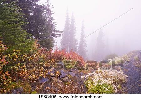 Stock Photography - Mt. Rainier National Park, Washington, United States Of America; Autumn Colors In The Forest With Fog. Fotosearch