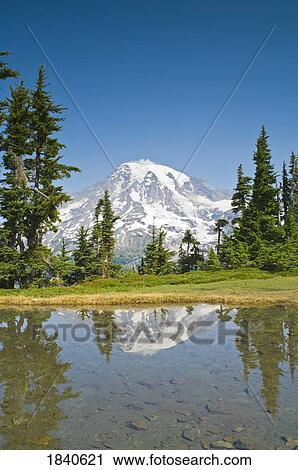 Stock Image - Mt. Rainier Reflected From Plummer Peak; Mt Rainier National Park, Washington State, Usa. Fotosearch