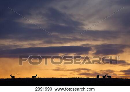 Mule Deer At Sunrise In Grasslands National Park; Saskatchewan Canada View Large Photo Image Stock Image - Mule Deer At Sunrise In Grasslands National Park; Saskatchewan Canada. Fotosearch