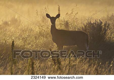 Mule deer backlit at sunrise in Grasslands National Park; Saskatchewan, Canada View Large Photo Image Stock Photo - Mule deer backlit at sunrise in Grasslands National Park; Saskatchewan, Canada. Fotosearch