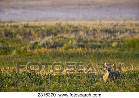 Stock Image - Mule Deer Lying In Field In Grasslands National Park; Saskatchewan Canada. Fotosearch