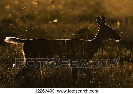Mule deer (Odocoileus hemionus) at sunset, Grasslands National Park; Saskatchewan, Canada View Large Photo Image Stock Image - Mule deer (Odocoileus hemionus) at sunset, Grasslands National Park; Saskatchewan, Canada. Fotosearch