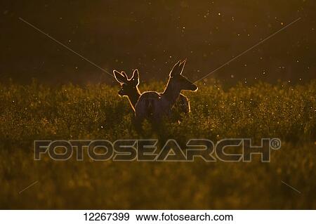 Mule deer (Odocoileus hemionus) at sunset, Grasslands National Park; Saskatchewan, Canada View Large Photo Image Stock Photo - Mule deer (Odocoileus hemionus) at sunset, Grasslands National Park; Saskatchewan, Canada. Fotosearch