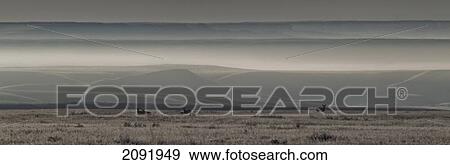 Stock Photo - Mule Deer On The Prairies With Fog Shrouded Coulees And Buttes In The Distance; Saskatchewan Canada. Fotosearch