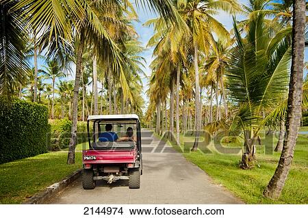 Picture - Mule In Mustique Island, St Vincent And The Grenadines, West Indies. Fotosearch