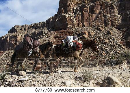 Mule pack train, Havasupai indian reservation, Grand Canyon; Arizona, United States of America View Large Photo Image Stock Image - Mule pack train, Havasupai indian reservation, Grand Canyon; Arizona, United States of America. Fotosearch