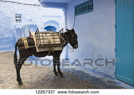 Stock Photo - Mule waiting patiently in the street; Chefchaouen, Morocco. Fotosearch