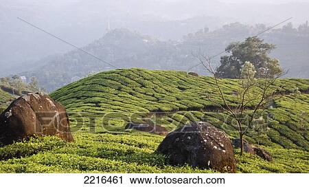 Munnar, A Hill Station Covered With Lush Green Tea Gardens, Top Station, Kerala, India View Large Photo Image Stock Image - Munnar, A Hill Station Covered With Lush Green Tea Gardens, Top Station, Kerala, India. Fotosearch