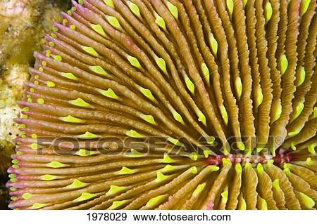 Stock Photo - Mushroom Coral (Fungia Scutaria); Fiji. Fotosearch
