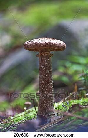 Stock Image - Mushroom In Algonquin Provincial Park; Ontario Canada. Fotosearch