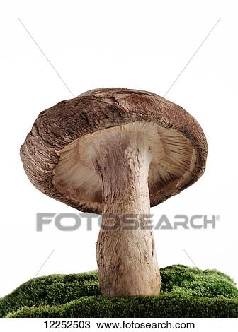 Mushroom on top of a broccoli mound against a white background View Large Photo Image Stock Image - Mushroom on top of a broccoli mound against a white background. Fotosearch