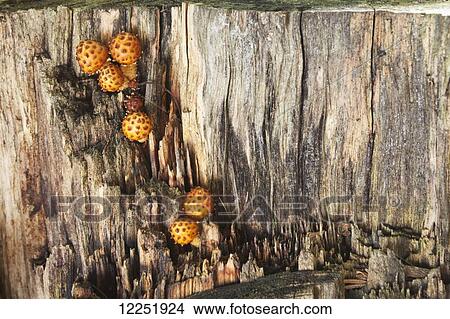 Picture - Mushrooms growing on a dead tree stump, near Marquette; Michigan, United States of America. Fotosearch