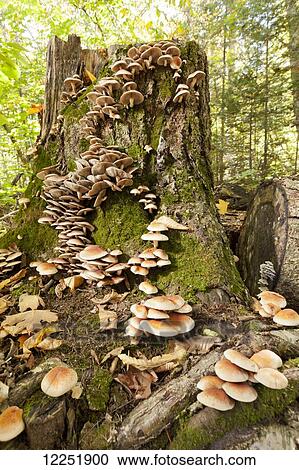 Mushrooms growing on a tree stump in the forest, near Marquette; Michigan, United States of America View Large Photo Image Stock Image - Mushrooms growing on a tree stump in the forest, near Marquette; Michigan, United States of America. Fotosearch
