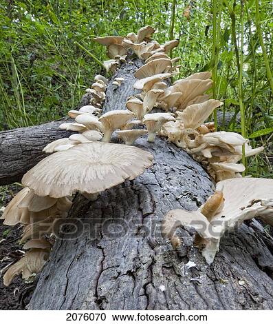 Stock Image - Mushrooms On A Log In A Forest; Ontario Canada. Fotosearch
